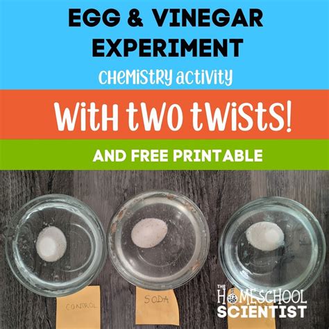 egg in vinegar experiment results|Egg Experiment with Vinegar and Two Cool Twists.